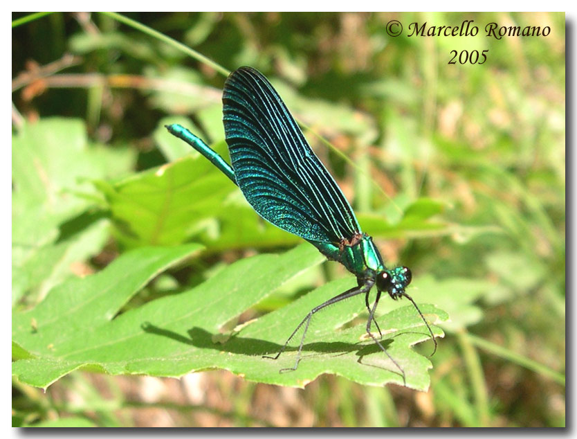 Calopteryx haemorrhoidalis